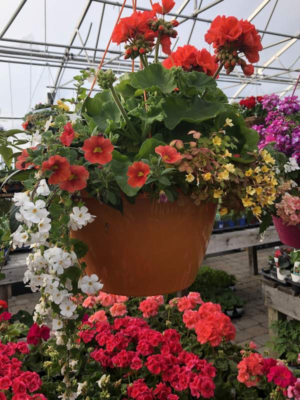 fleurs-annuelles-et-vivaces